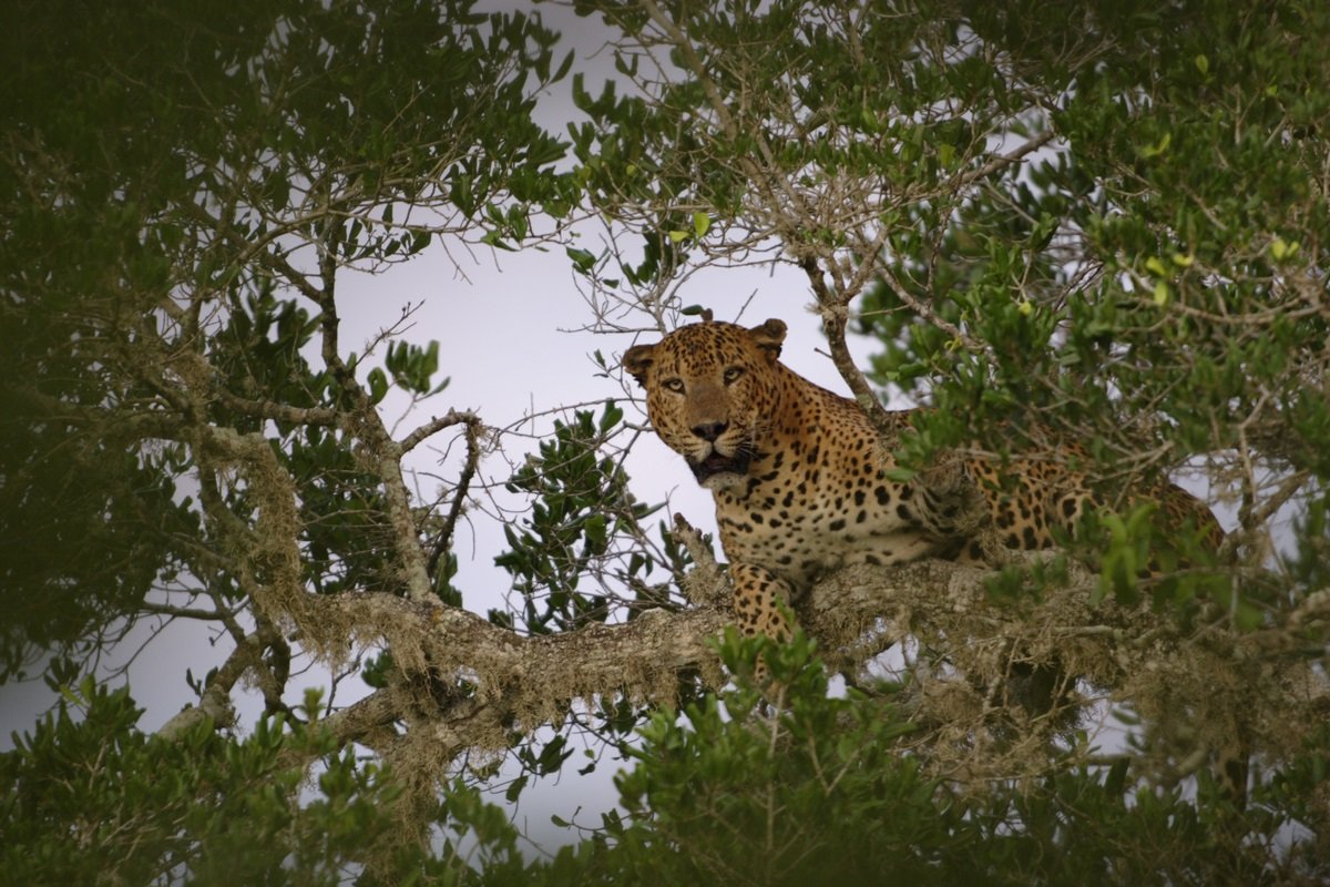 Sinharaja Wildlife